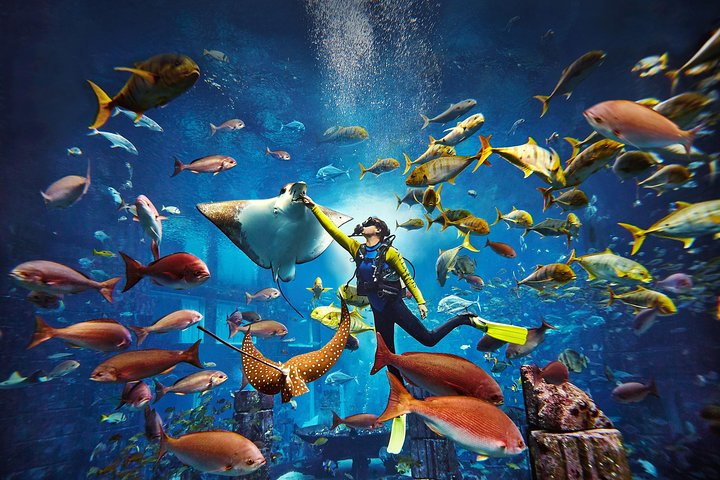 Experience an underwater paradise where certified divers connect with majestic marine life among stunning coral ruins creating unforgettable memories in the mesmerizing Ambassador Lagoon.